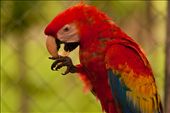 Las Guacamayas -The Scarlet Macaw: by holdensontheroad, Views[207]