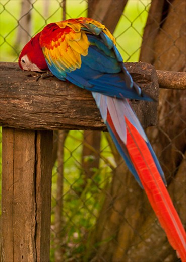 Las Guacamayas -The Scarlet Macaw