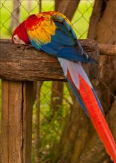 Las Guacamayas -The Scarlet Macaw: by holdensontheroad, Views[309]