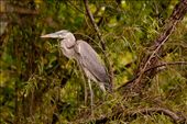 River birds: by holdensontheroad, Views[223]