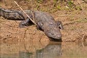 3 -4 meter croc: by holdensontheroad, Views[266]