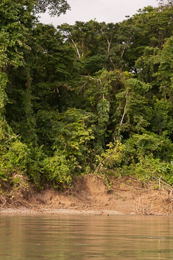 Some the dense jungle in Mexico