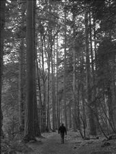 Standing tall and proud. To walk through this forest amongst trees that are hundreds of years old is a humbling experience. We are so small and young in comparison to these giants.: by hollyelizabeth, Views[472]