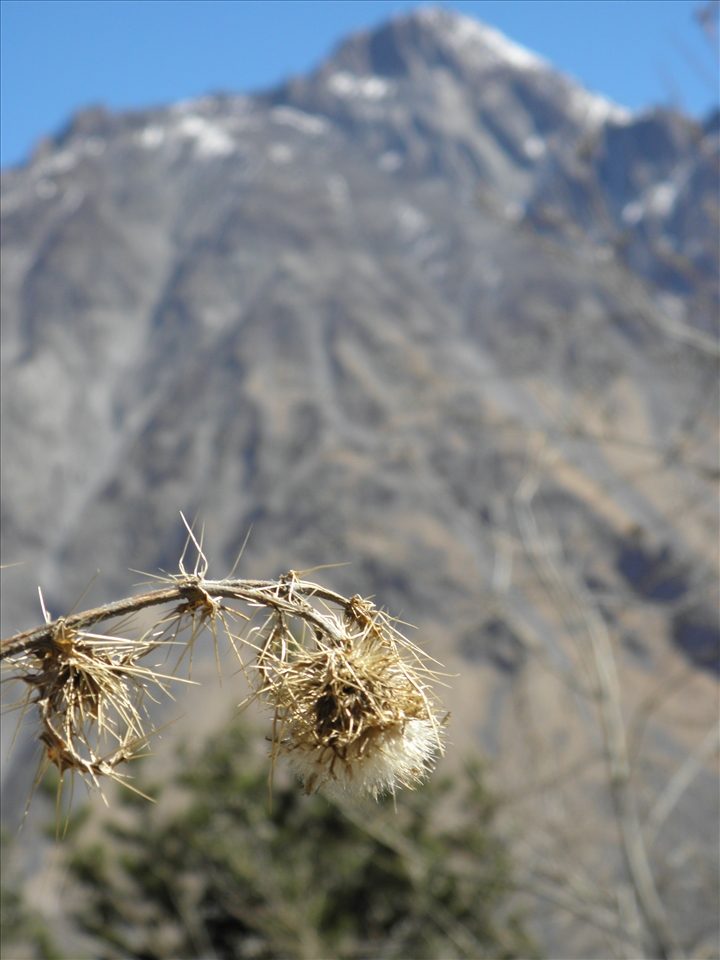 Prickly but beautiful Caucasus.