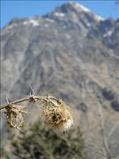 Prickly but beautiful Caucasus.: by holodays, Views[246]