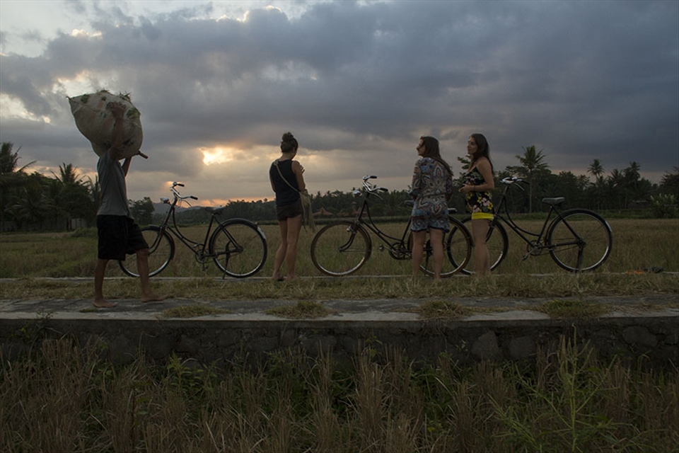 a farmer brings the grass for cattle through the rice fields