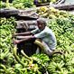 Magna / Bangladesh/ river, the start of most civilazation and also delevirance.: by home, Views[474]