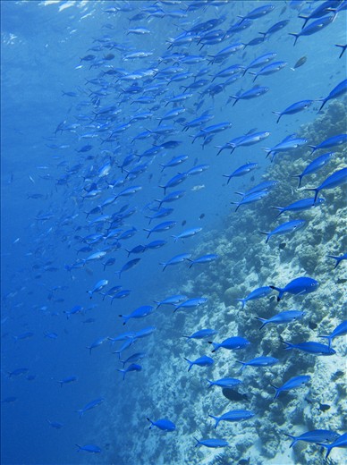 The Maldives are aiming at creating world's biggest marine reserve, as conserved coral reefs provide the only means of the country's economic survival. It's estimated that alone a single alive Manta Ray provides $8 mio in revenue!  