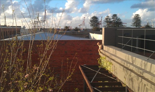 Who would want to leave such a beautiful view? A suicidal cat it seems!