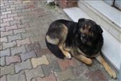 A Black Bear mated with an Alsatian: by homeless_harry, Views[357]