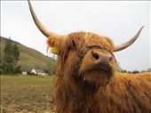 A highland cow licking for some sweets.: by homeless_harry, Views[868]