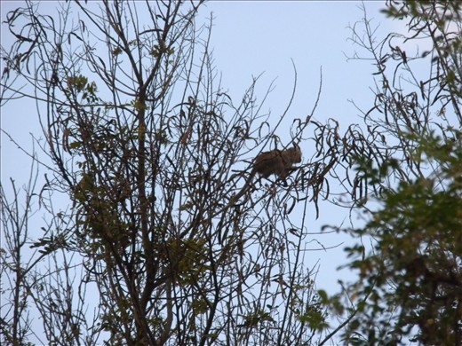 Monkeys outside my window