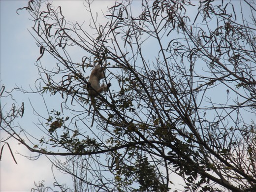 Monkeys outside my window