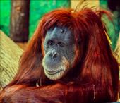 Inji: by honua, Views[215]