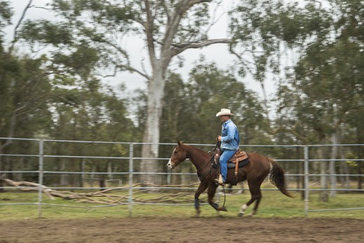 Often a solitary occupation, Horse breaking and training often involves up to sixteen hour days, seven days a week. Each horse receives careful attention and treatment in order to achieve best results. Tom is pictured riding ‘Brody’ during a warmup routine in the roundyard prior to commencing a training session. 