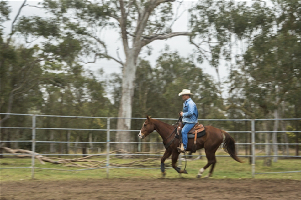Often a solitary occupation, Horse breaking and training often involves up to sixteen hour days, seven days a week. Each horse receives careful attention and treatment in order to achieve best results. Tom is pictured riding ‘Brody’ during a warmup routine in the roundyard prior to commencing a training session. 