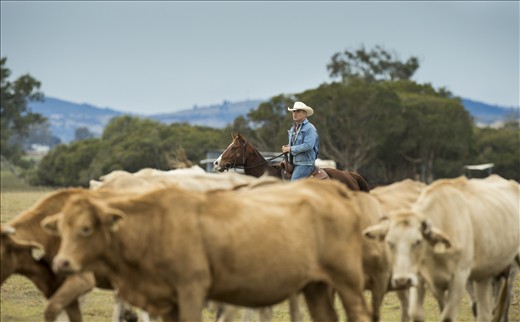 Young horses are often flighty, and are introduced to new experiences and locales gradually. Here, Tom introduces Brody to cattle work, a relationship that will be important in his future as a stockhorse. 