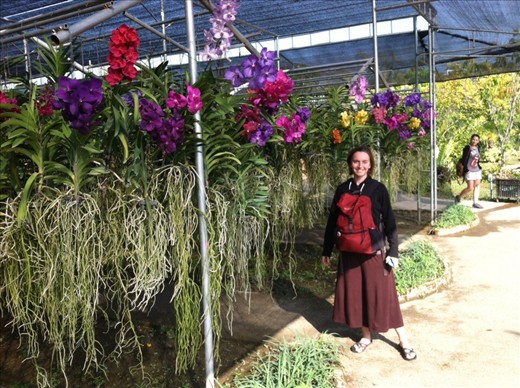 Orchid farm outside Chiang Mai.