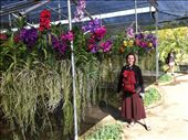 Orchid farm outside Chiang Mai.: by hotmessexpress, Views[265]