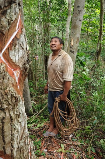 People of the community extract rubber from cautchouc trees.