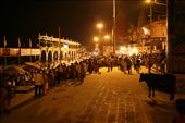 Cows are a very welcome and celebrated addition to the evening Puja ceremonies.: by hreddersonmuckle, Views[311]