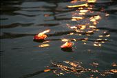 Tokens of candles and marigolds in banana leaf pots float down the Ganges.: by hreddersonmuckle, Views[239]