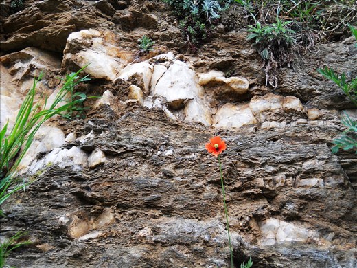 Rock with flower and plants.