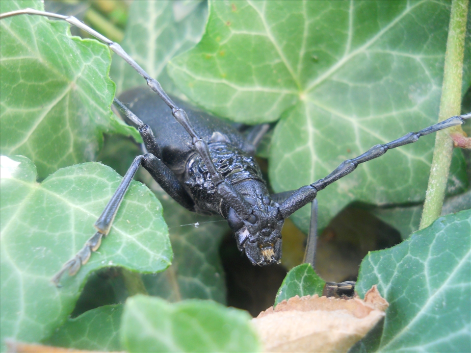 This is an  alien  in my garden