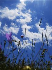 From below to above.. such a peacefulness : by hristina, Views[200]