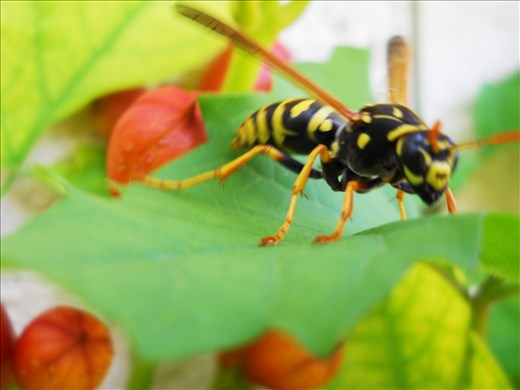 Wasp in the morning-painful warning 