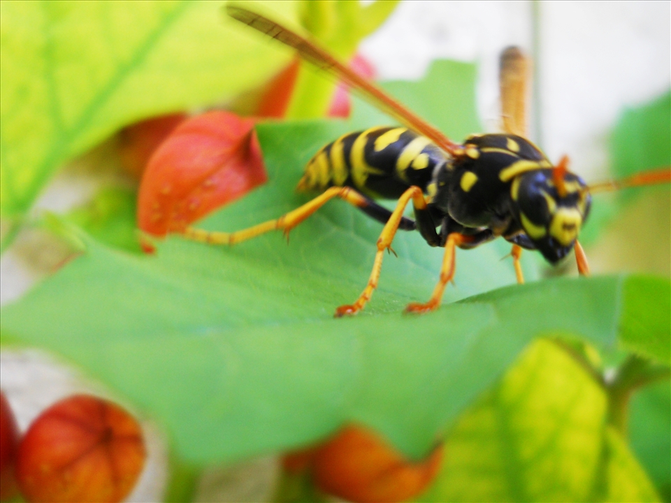 Wasp in the morning-painful warning 