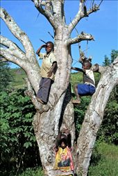 In the turbulent eastern Congo children are playing in the tree. One has a T-shi: by hrvoje, Views[433]