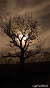 arbol: by hugocerda, Views[258]