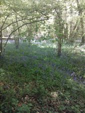 by hummingbird, Views[146]