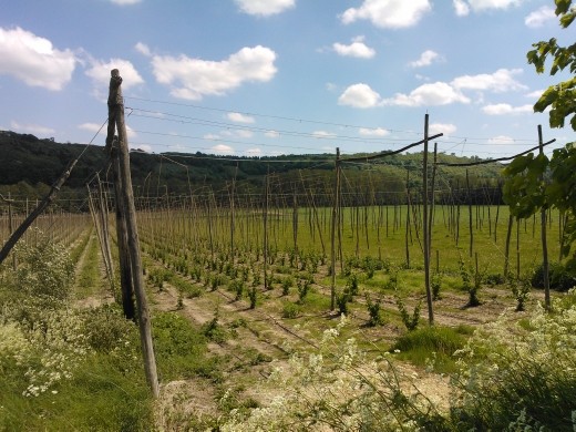 Eyensford Circular walk, Kent
