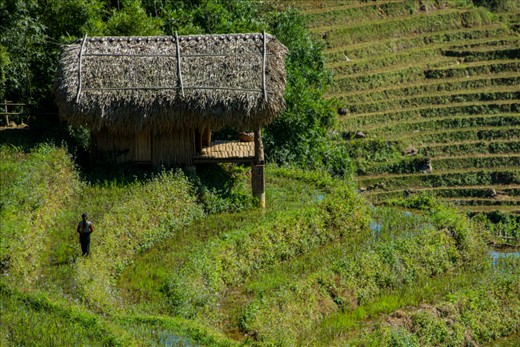 A young girl meanders along the rice terraces back to the hut where she lives.