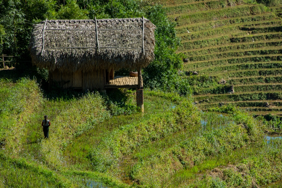 A young girl meanders along the rice terraces back to the hut where she lives.