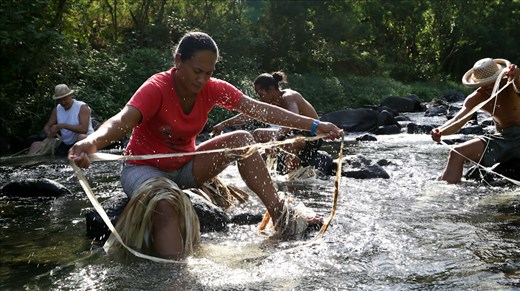 French Polynesia, Tahiti. The most important national event of the year is the Heiva festival that revives cultural traditions. The dancers start preparing their costumes months before the big event. One of the most important materials is the bark of the burau tree. It is torn in long strips from freshly cut branches and it has to undergo a time consuming treatment before it can be worked with. 