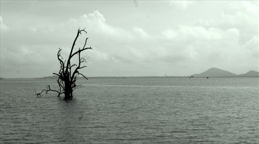 A broken tree in a swamp. 