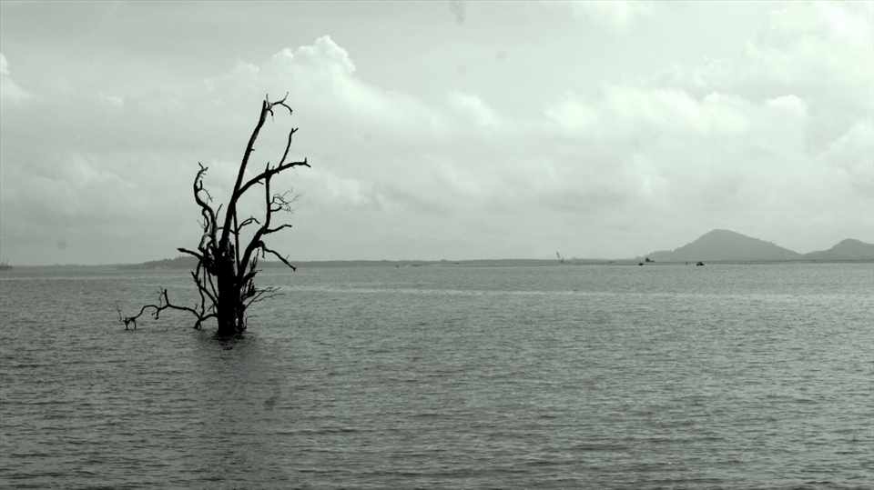 A broken tree in a swamp. 
