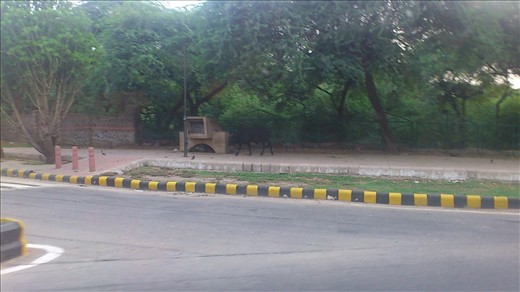 First Sacred Cow of many, Delhi