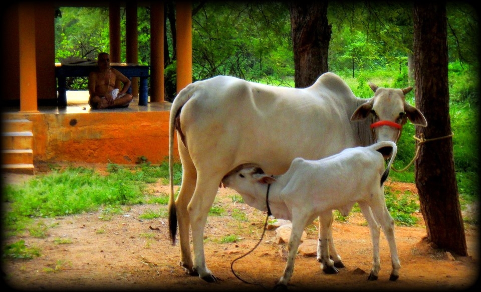 a temple priest's house
