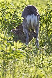 by hywel_williams, Views[266]