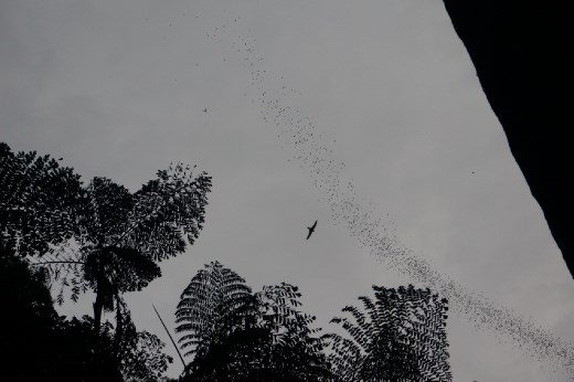 Bats stream out of Deer Cave