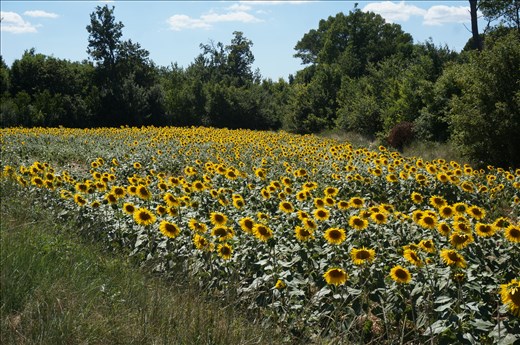 Sunflowers - Provence