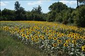 Sunflowers - Provence: by iain_and_tamara, Views[237]