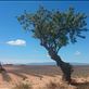 Lavendar Harvest - Provence: by iain_and_tamara, Views[239]