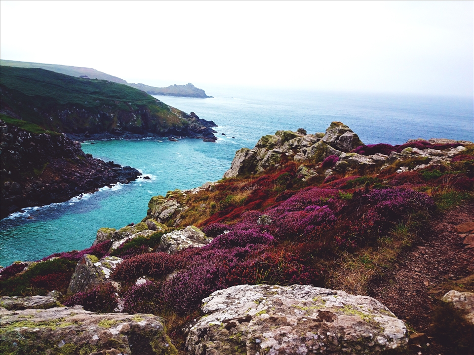 even the flowers are in awe of the sea's clarity