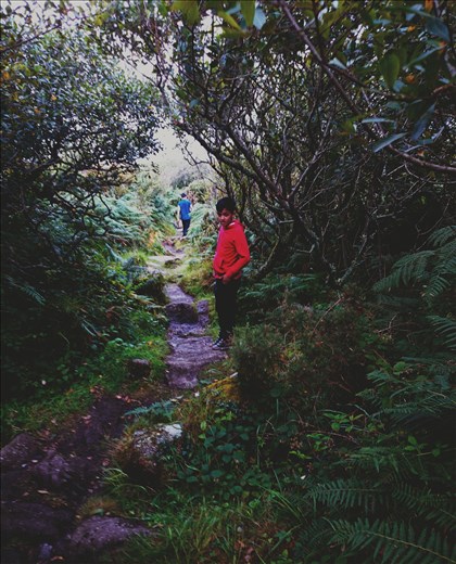 escape deep into the forest