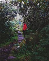 escape deep into the forest: by iakhtar, Views[399]